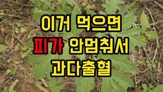 혈액을 맑게 해주는 신기한 약초. 단 부작용이...