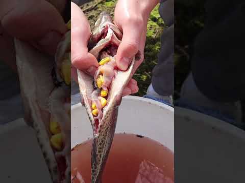 Fisherman does illegal feeding on opening day of trout season #shorts