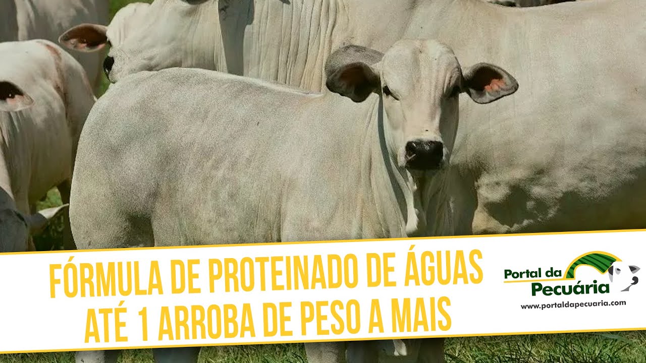 Formula de proteinado de águas. Até 1@ de peso a mais