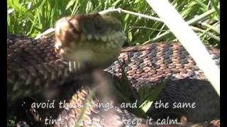 preview picture of video 'Hoggorm, Vipera Berus!! European adder / viper!'
