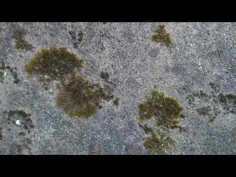 Kevin Volans: String Quartet No. 12 excerpt B (Signum Quartet)