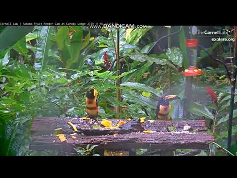 Collared Aracaris find out that big pieces of fruit aren't that easy to eat  :)