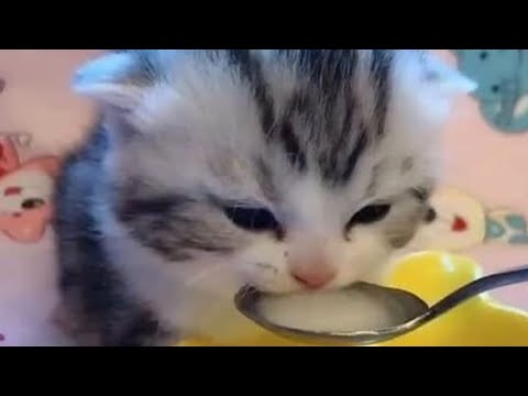 Evilmilk