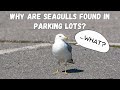 Why Are Seagulls Found In Parking Lots