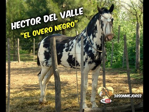 El Overo Negro | Hector del Valle