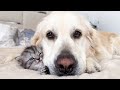 This Kitten Became The Softest Pillow For A Gentle Giant Dog