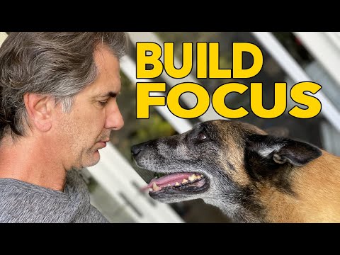 YouTube video about: How to connect with your dog on a deeper level?