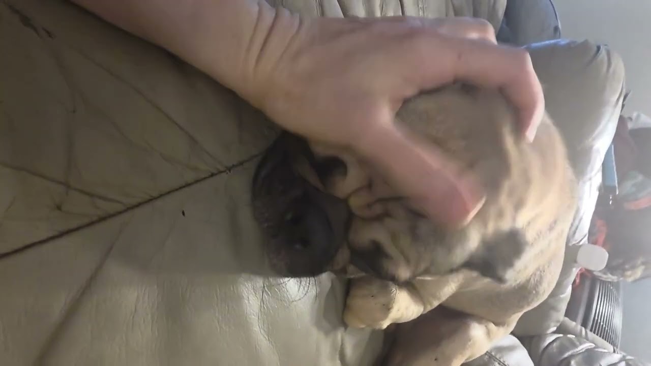 Enlarge Polo, an adopted mixed breed in Seattle, WA video 6/6