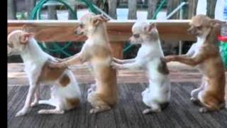 "Conga" by Gloria Estefan (lyrics)