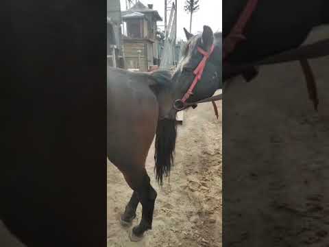 Wild Horse Mare revolutionizing young foals future stallions  Horses #Shorts #2181