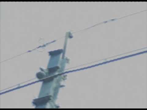 Themilo - Daun dan Ranting Menuju Surga (Official Music Video)