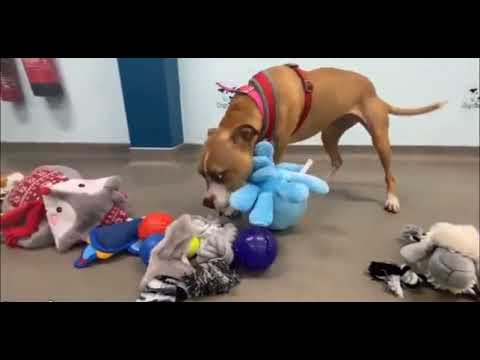 Dogs Getting To Pick Out Their Christmas Gift