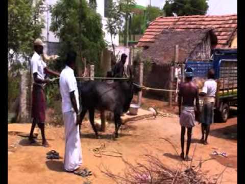 Senthil Danger cow 2