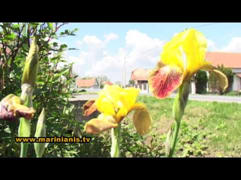 Perunika - Hrvatski nacionalni cvijet