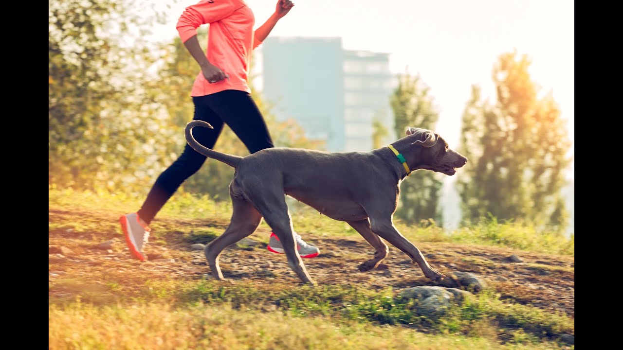 22年8月 おすすめの犬しつけアプリランキング 本当に使われているアプリはこれ Appbank