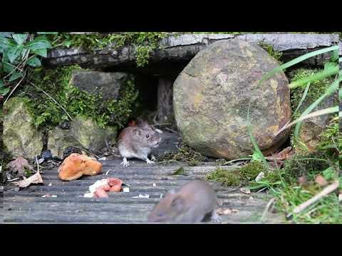 Wild bank voles scrapping