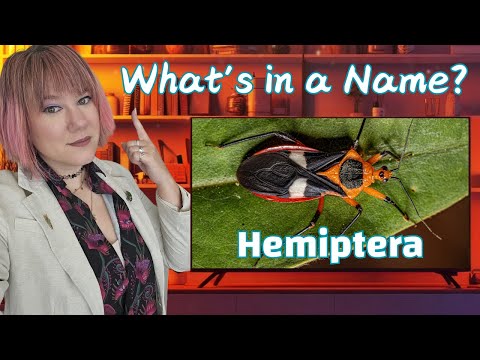 Homoptera