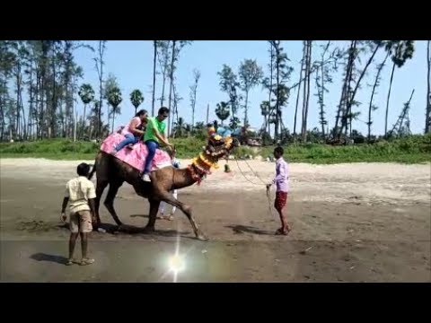 Camel Riding - Kelwa Beach : Palghar