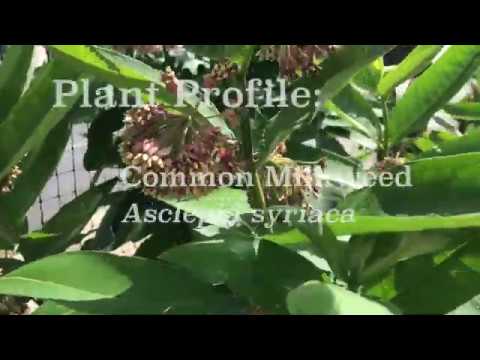 Plant Profile: Milkweed