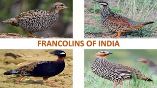 Francolins of India 🇮🇳 | Birds | Indian Birds
