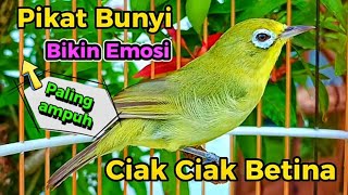 Download lagu CIAK BETINA MEMANGGIL JANTAN PANCINGAN KECIAL KUNING AMPUH mp3