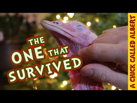 This Christmas I Saved A Turkey