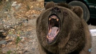 Animal Antics Aftershow | Mythbusters