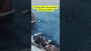 Download lagu tulang terbesar ditubuh manusia #shortvideo #kamuharustau #education #pengetahuan mp3 Download lagu tulang terbesar ditubuh manusia #shortvideo #kamuharustau #education #pengetahuan mp3