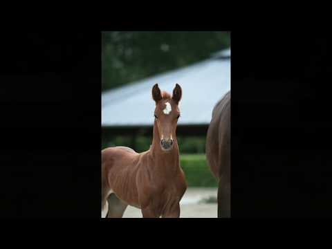 SF v. Vilancio / Fürst Heinrich