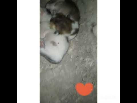 pussycat..... cute babies.. cat babies 💟💟💟💟💟