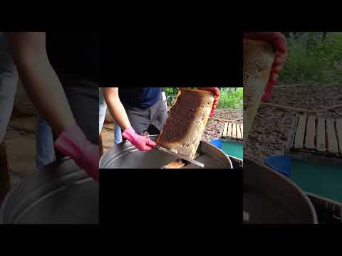 Rare Forest Honey Harvest: Ancient Methods, Sustainable Yields