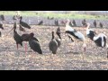 Famous Latvian Black Stork Upene In Israel Photographed By Giora Leitner At Neve Eitan 24 10 2015