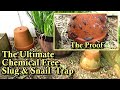 The Ultimate Chemical Free Slug & Snail Garden Trap: 2 Clay Pots Equals Crazy Results!