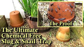 The Ultimate Chemical Free Slug & Snail Garden Trap: 2 Clay Pots Equals Crazy Results!