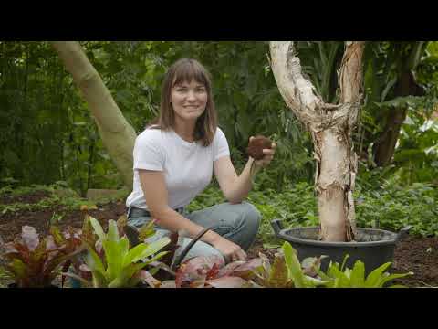 The Garden Gurus - Creating a Bromeliad Tree