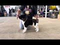 Akita Puppy Handling Force Strider in Diversity: Standing