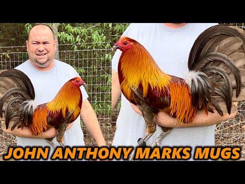 TEXAS !! Beautiful Birds Marks Mugs - John Anthony Marks