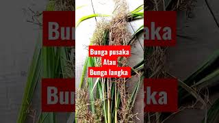 Download lagu bunga serai #short #shorts #herbal mp3
