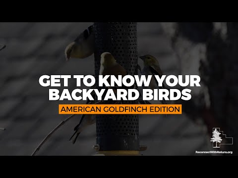 Get to Know Your Backyard Birds: The American Goldfinch
