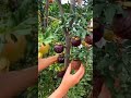 Mangosteen Pomegranate Tree Shorts Trees All Nature Fruits Vegetables And Flowers