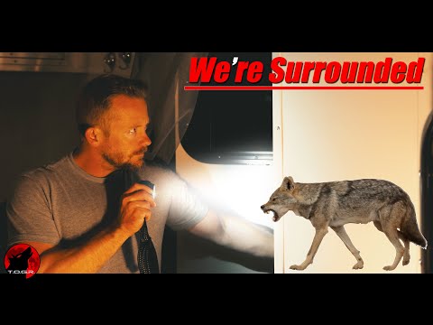 Surrounded By Coyotes - OffGrid Cabin Adventure