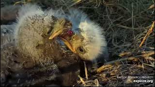 Decorah North Nest 4-17-24 More cute sibling interaction