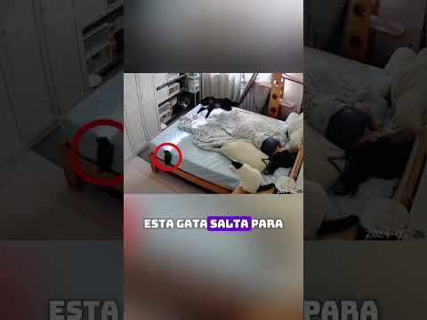 MAMÁ GATA PROTEGE A SU HIJO #shorts