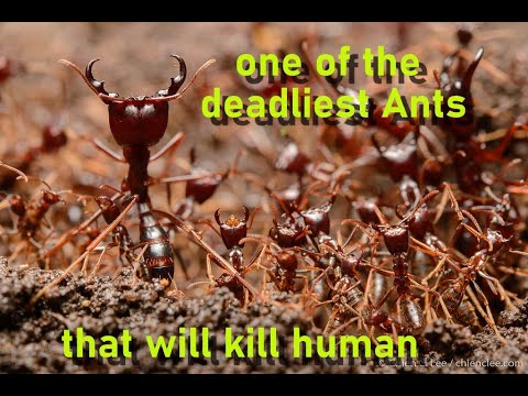 African driver ants that kill anything in it way