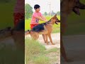 German Shepherd Dog Top Quality Full Size