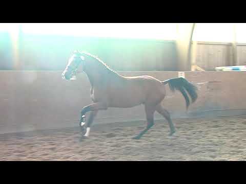 29. Mecklenburger Körtage - KatNr. 78 Hengst v  Livello