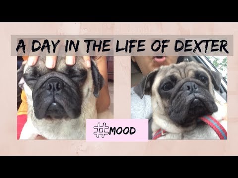 HIDING IN HER CUPBOARD & GETTING MASSAGES | A DAY IN THE LIFE OF DEXTER #1