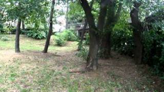 Nihon no Natsu no Oto