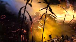 Hornets and Wasps can be VERY Dangerous Burning a Bald Faced Hornet Nest