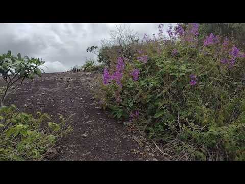 Vegetação Norte de Minas Gerais